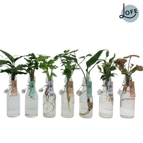 Arrangement Houseplants