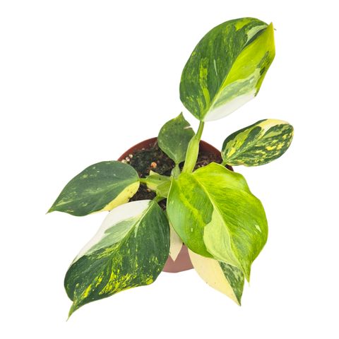 Philodendron 'White Wizard Tricolor'