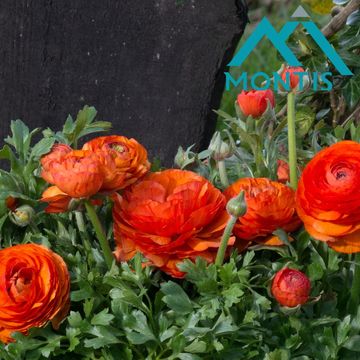 Ranunculus asiaticus 'Sprinkles Orange'