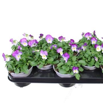 Viola 'Deltini Rose Pink'