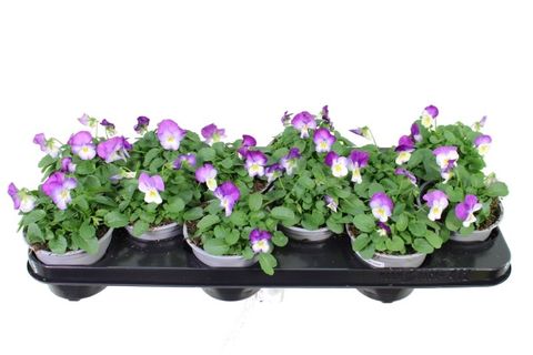 Viola 'Deltini Rose Pink'