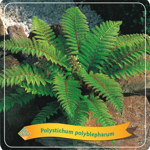 Polystichum polyblepharum