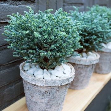 Chamaecyparis pisifera 'Blue Planet'