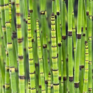 Equisetum 'Japonicum'