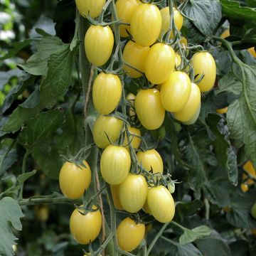 Solanum lycopersicum 'Krebs Lemon Drops'