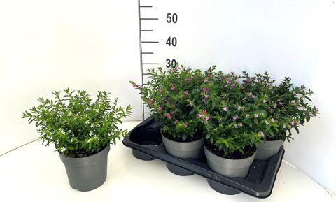 Cuphea hyssopifolia FLORIGLORY MIX