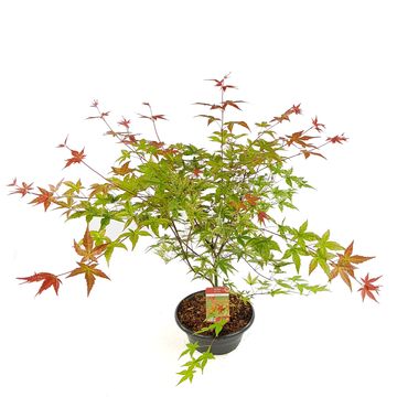 Acer palmatum 'Бени-майко'