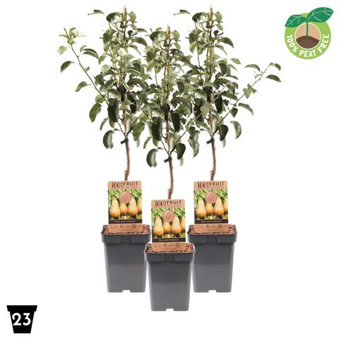 Pyrus communis 'Conference'