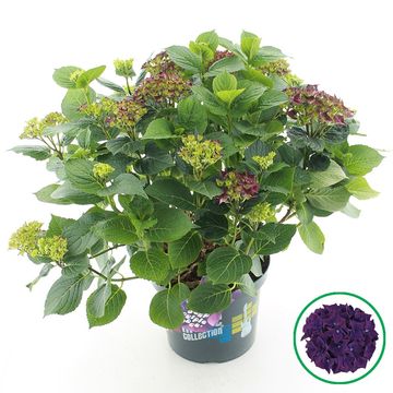 Hydrangea macrophylla MUSIC COLLECTION DEEP PURPLE DANCE
