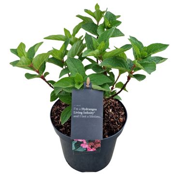 Hydrangea paniculata LIVING INFINITY