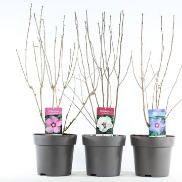 Hibiscus syriacus MIX