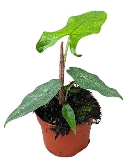 Alocasia sulawesi 'Green Carpet'