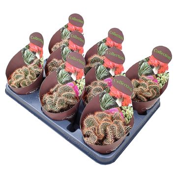 Cylindropuntia fulgida cristata