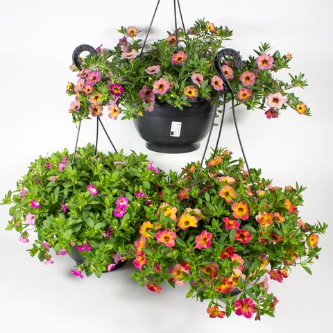 Calibrachoa CHAMELEON MIX