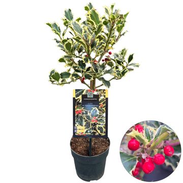 Ilex aquifolium 'Argentea Marginata'