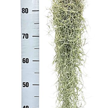 Tillandsia usneoides