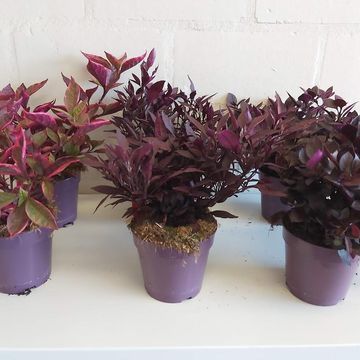 Alternanthera dentata