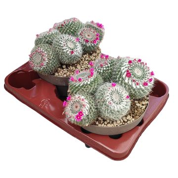 Mammillaria hahniana