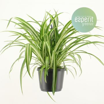 Chlorophytum comosum 'Вариегатум'