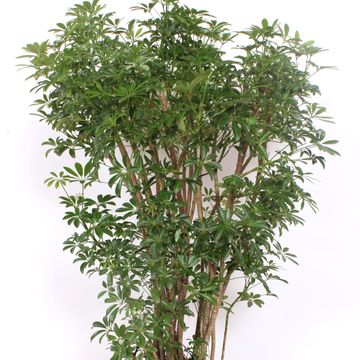 Schefflera arboricola 'Luseana'