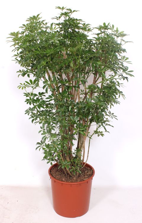 Schefflera arboricola 'Luseana'