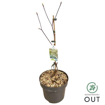 Cornus controversa 'Variegata'