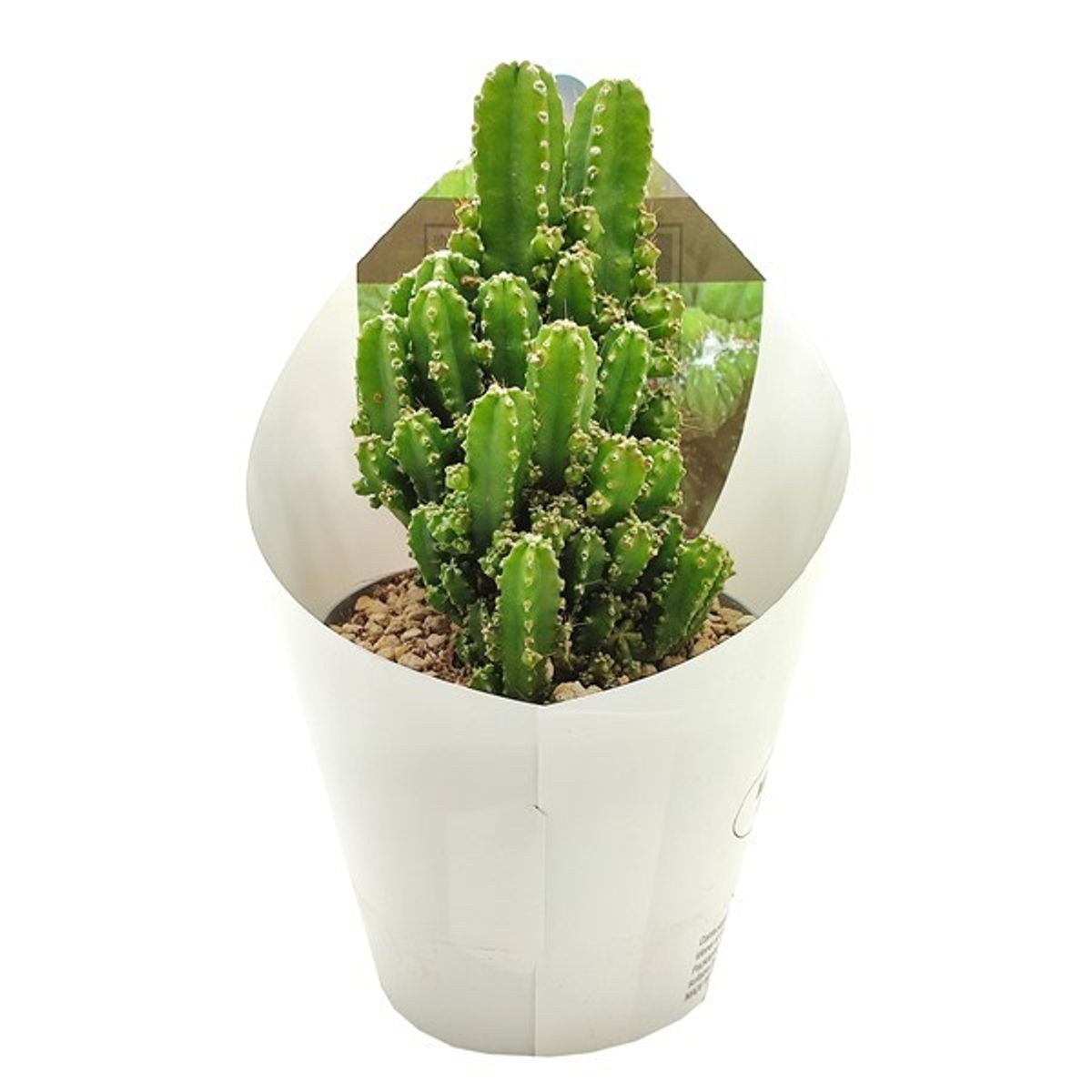 Cereus repandus 'Florida' — Plantegrossist FlorAccess