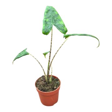 Alocasia zebrina 'Reticulata'