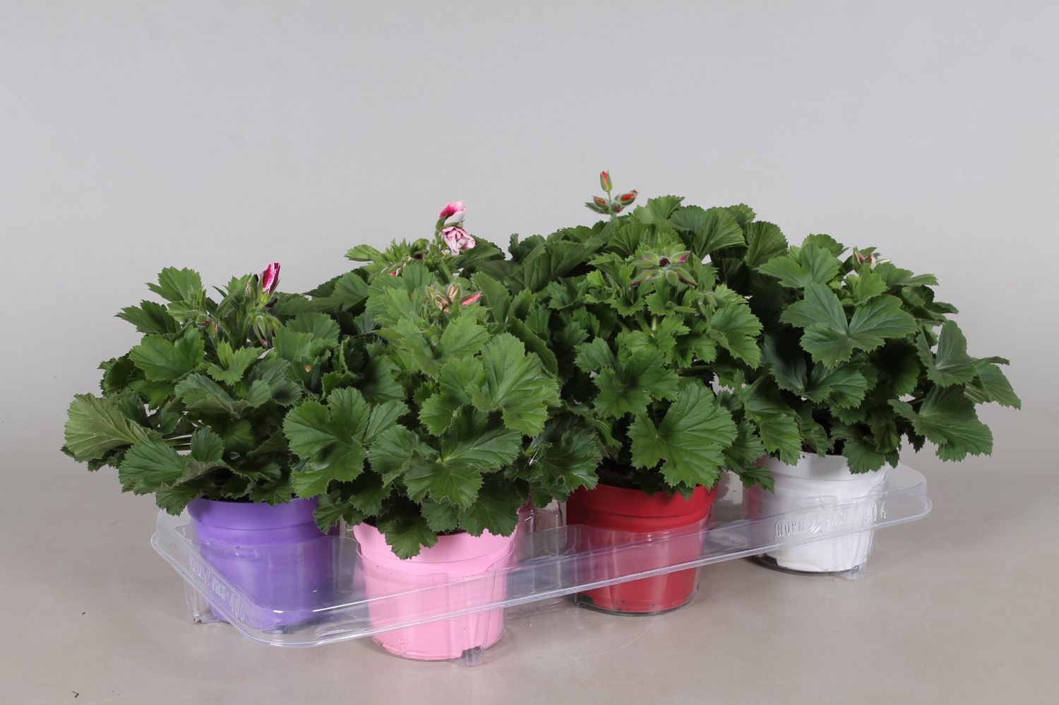 pelargonium-grandiflorum-mix-pflanzengro-handel-floraccess