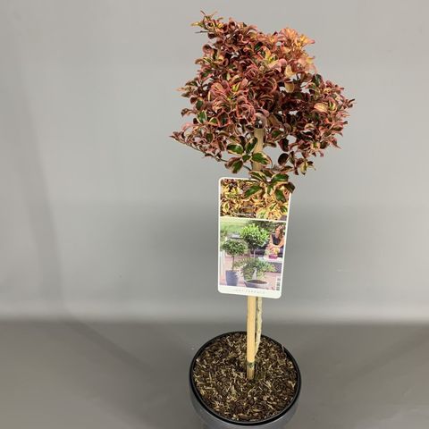 Coprosma 'Inferno' — Plant Wholesale FlorAccess