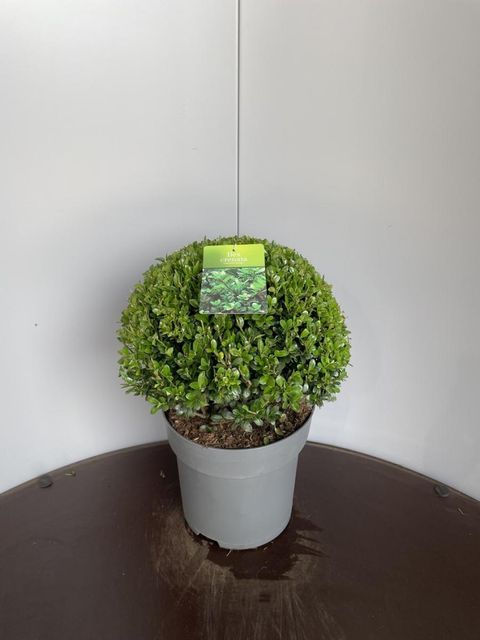 sansevieria bacularis Fernwood Punk Snake Plant: Sansevieria bacularis - 10 inch pot