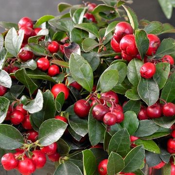 Gaultheria procumbens 'Red Diamond'