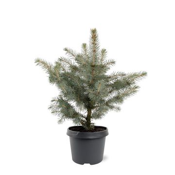 Picea pungens 'Glauca'