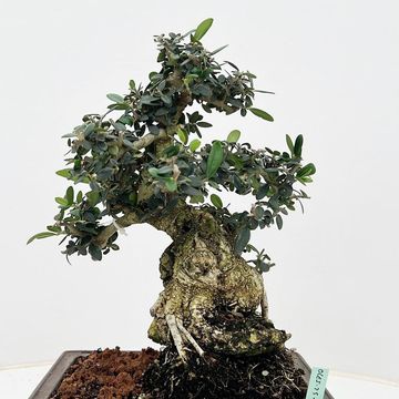 Olea europaea sylvestris