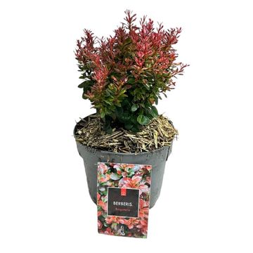 Berberis thunbergii 'Bagatelle'