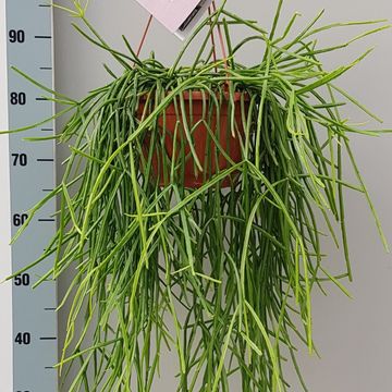 Rhipsalis kirbergii