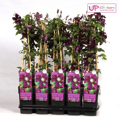 Clematis 'Warszawska Nike' (EL)