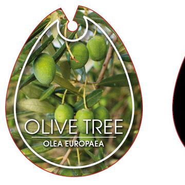 Olea europaea