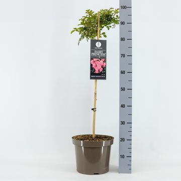 Rosa 'Fairy Princess'