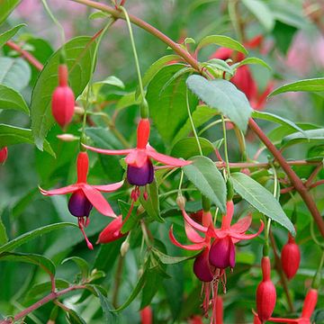 Fuchsia 'Riccartonii'