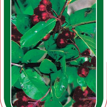 Aronia arbutifolia 'Бриллиант'