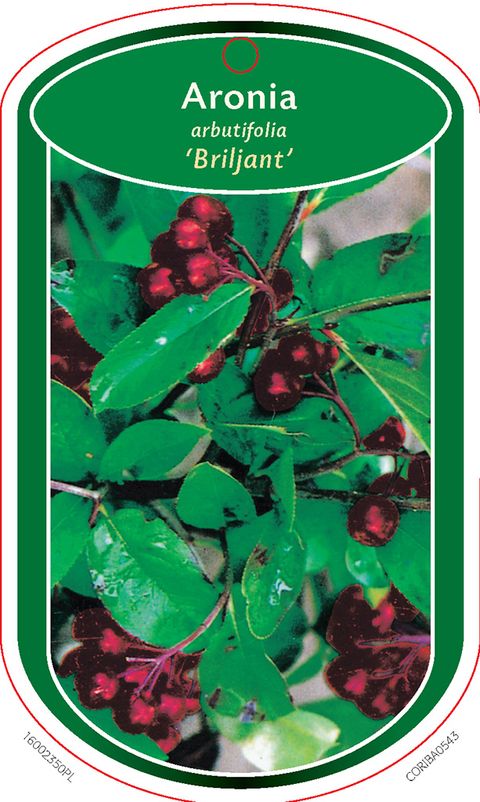 Aronia arbutifolia 'Brilliant'