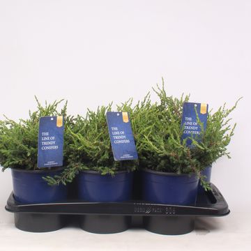 Juniperus communis 'Repanda'