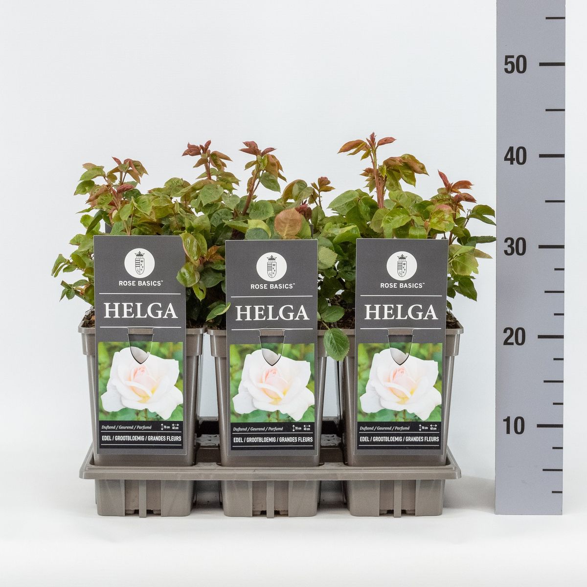 Rosa 'Helga' — Plant Wholesale FlorAccess