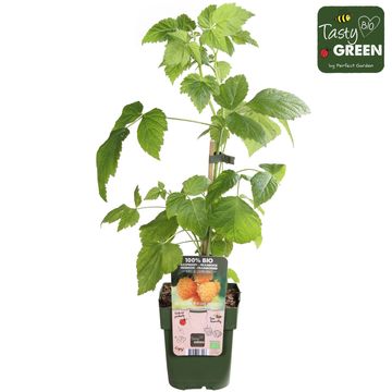 Rubus idaeus 'Golden Everest'