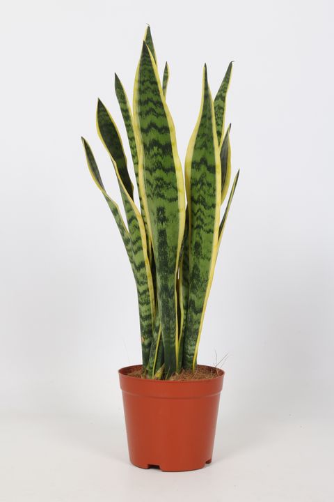 Sansevieria trifasciata 'Laurentii'