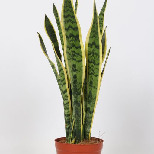 Sansevieria trifasciata 'Laurentii'