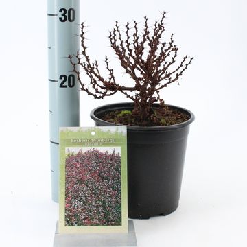 Berberis thunbergii 'Bagatelle'