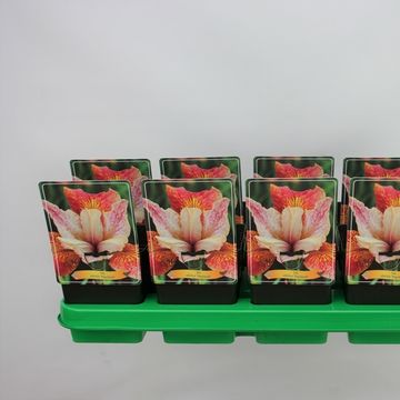 Iris sibirica 'Paprikash'