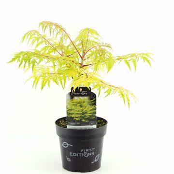 Rhus typhina TIGER EYES